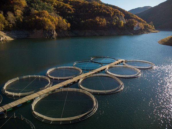 What Are the Best Breeding Practices for Guppy Fish?